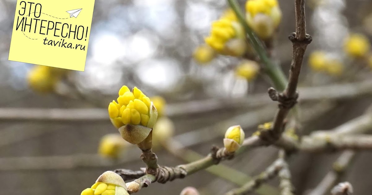 Детская фенология. Весенние маршруты. Весенние маршруты. Весенние маршруты. Весенние маршруты.