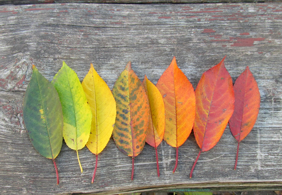 осенние листья, Autumn, leaves