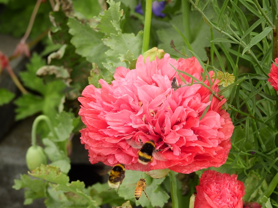 photographing New Zealand poppies