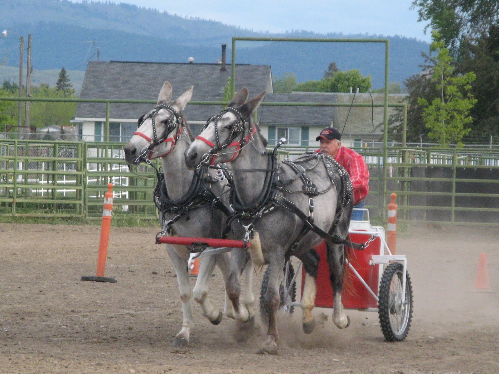 Intermountain Draft Horse and Mule Association Montana mule days