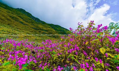 Valley of Flowers National Park