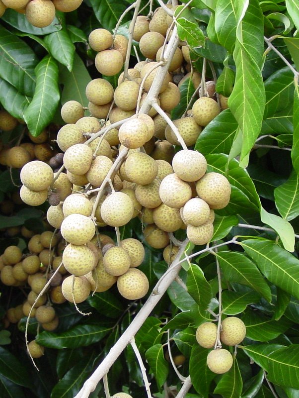 How to Grow Longan Tree, Growing Longan Kohala in Container