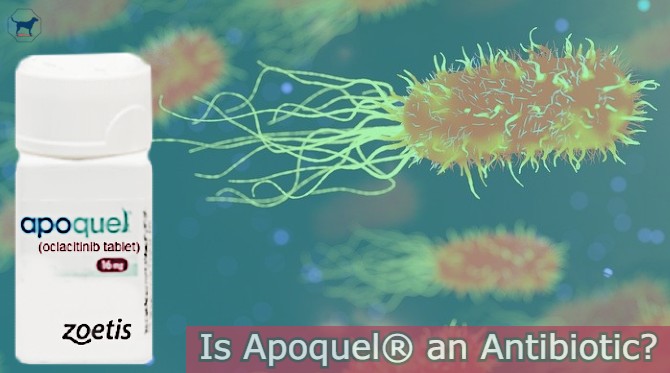 is-apoquel-an-antibiotic-bacterial-infections-in-dogs