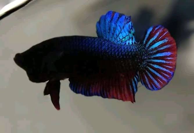 Cara Membuat Ikan Cupang Menjadi Ganas Cara Membuat Agar Ikan Cupang Menjadi Ganas