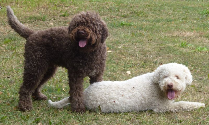 everything about your lagotto romagnolo luv my dogs