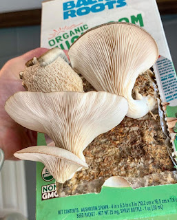 Mushroom kit