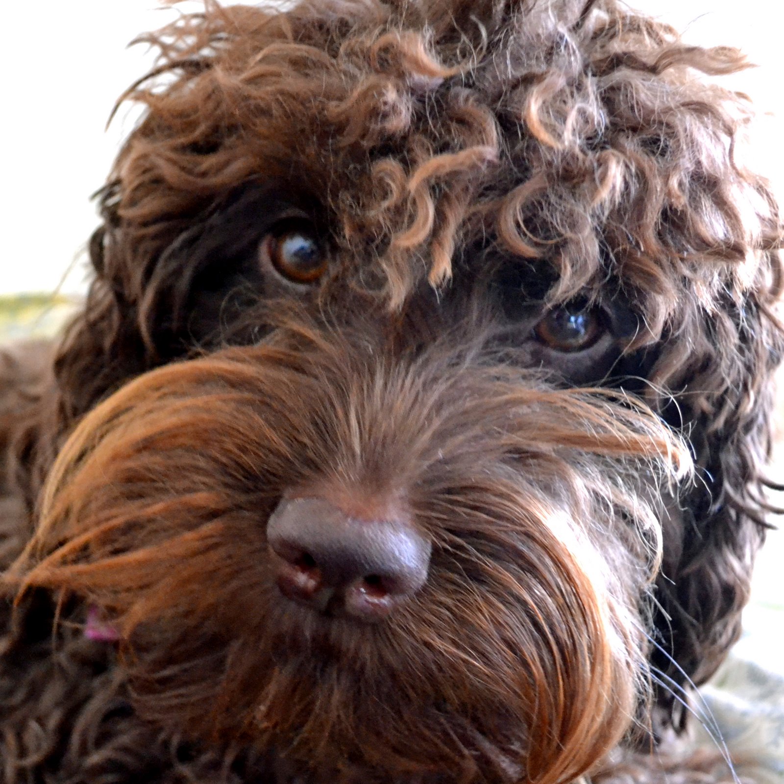 Golden Gate Labradoodles Authentic Australian Labradoodles Psychic