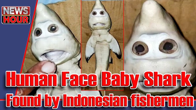 Human Face Baby Shark | Indonesian Fisherman found Human Face Baby Shark. | newshour4u