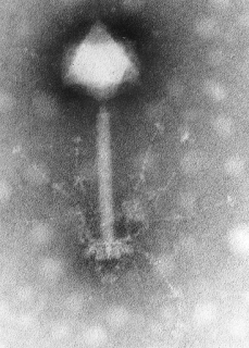Synechococcus bakterisinin fajı S-PM2, elektron mikroskobu fotoğrafı.