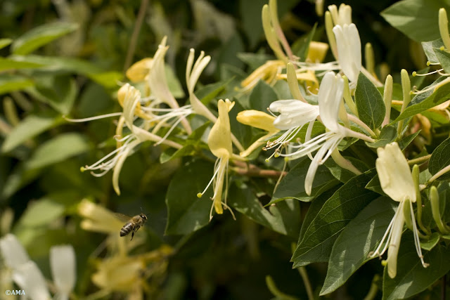 Lonicera Japonica (Mana Maicii Domnului)