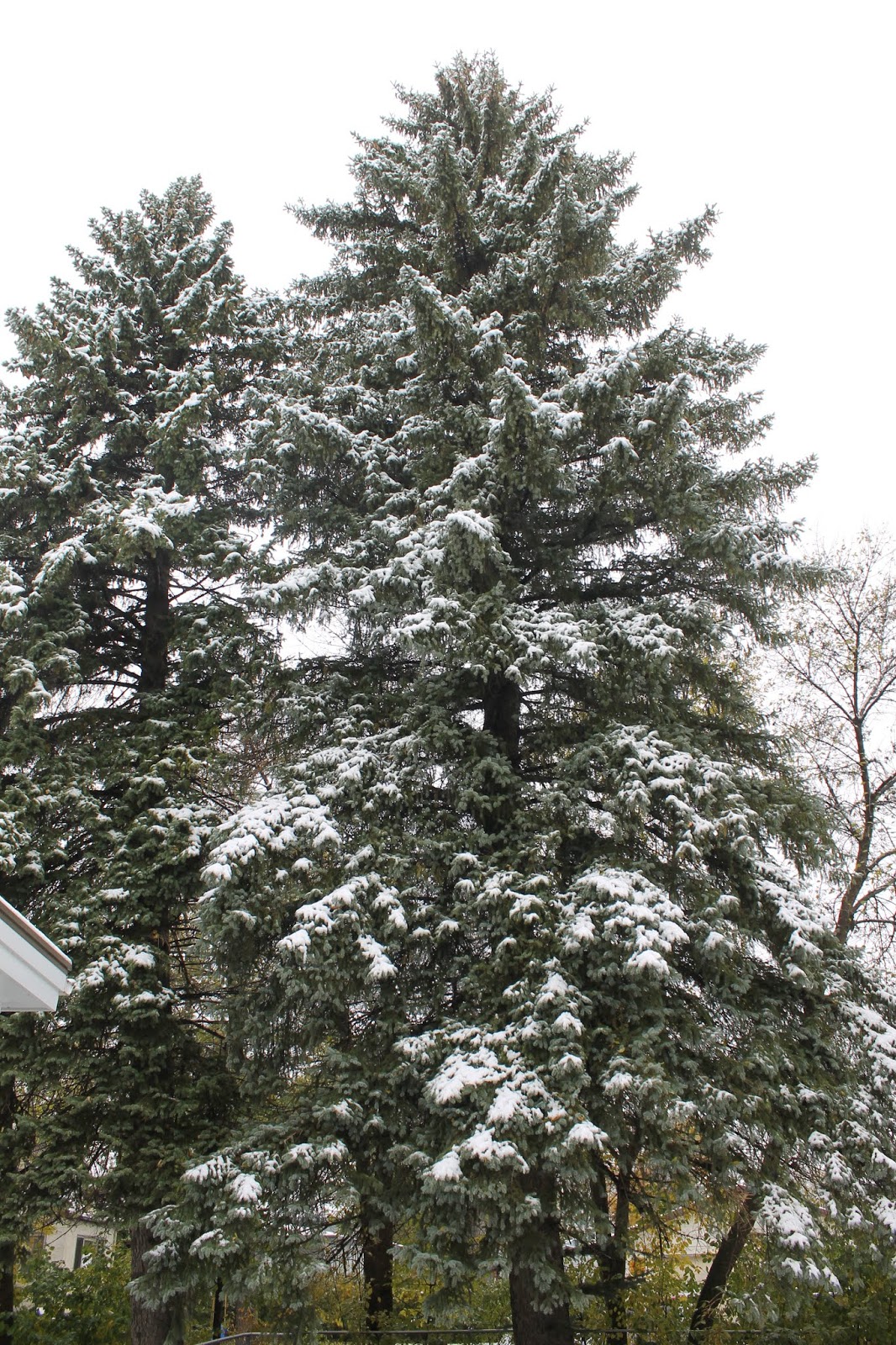 Carrington, North Dakota Winter's First Snow Carrington, ND