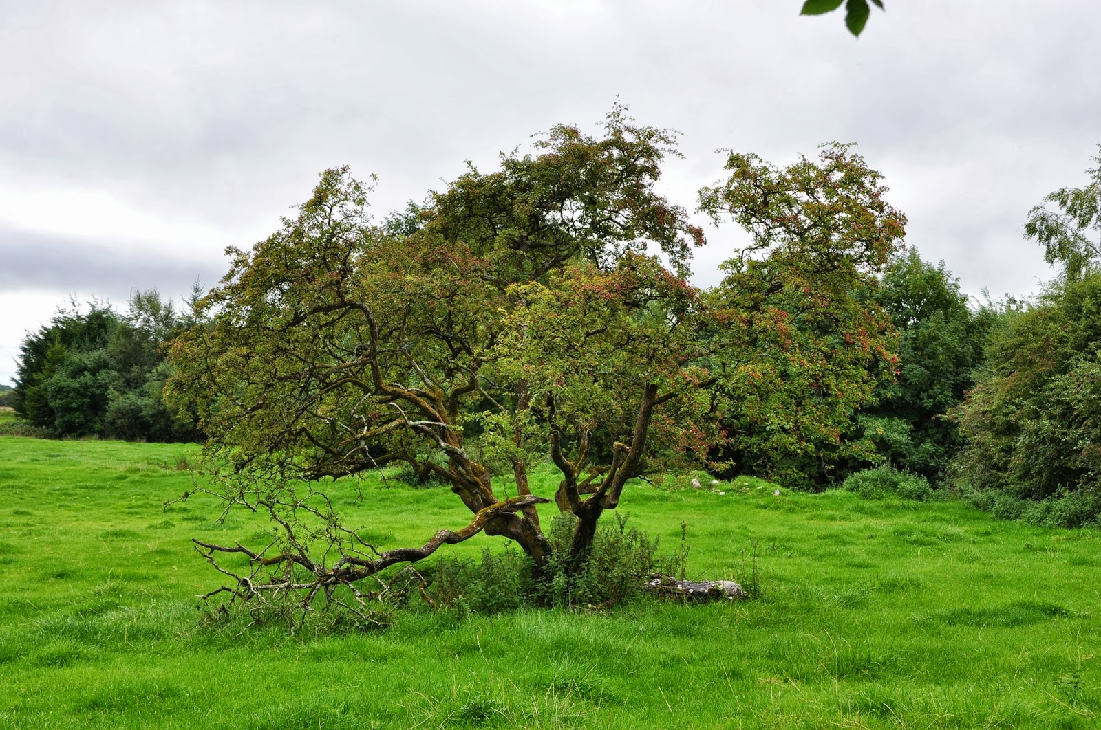 Ireland Through The Trees I have the wanders