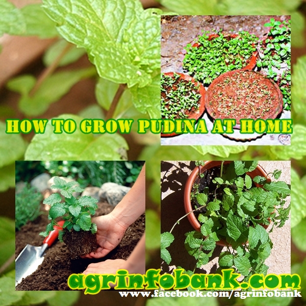 HOW TO GROW PUDINA AT HOME Farming Feed the hungry world