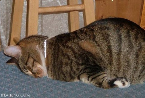 Matarasakata Serial Kucing Ngantuk Bahkan Tidur Mencari Tempat Menantang Hati