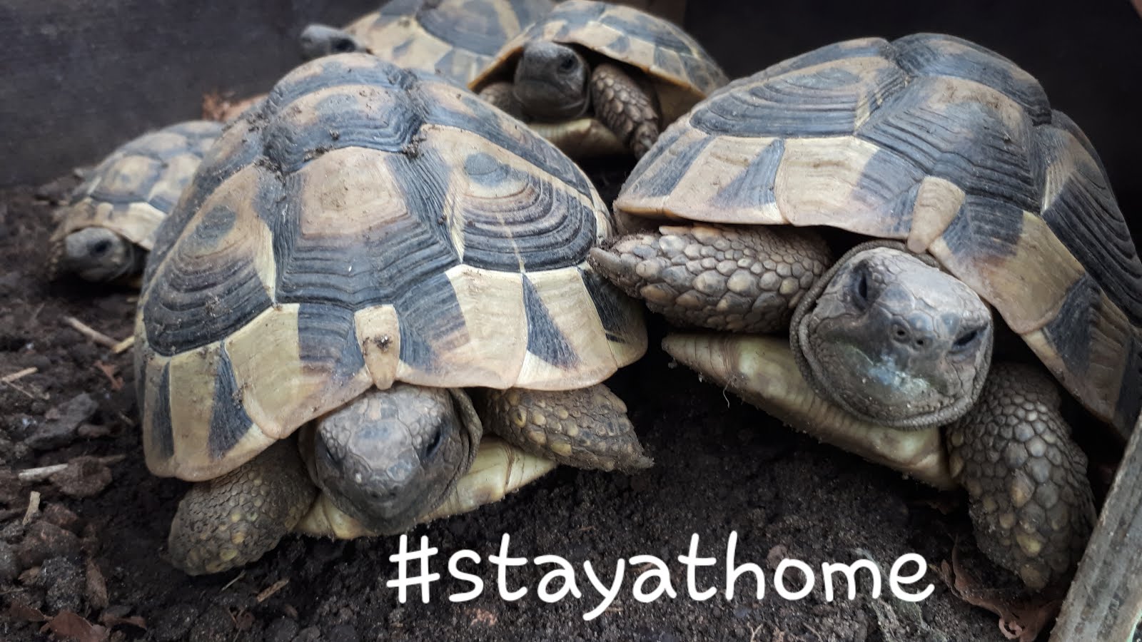 Meine Kuchenschlacht Page 12 Chan 52306879 Rssing Com