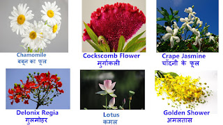 Flowers Name in Hindi & English : 5 फूलों के नाम