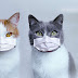 Selon une intelligence artificielle, les chats pourraient propager de nouvelles souches de covid
