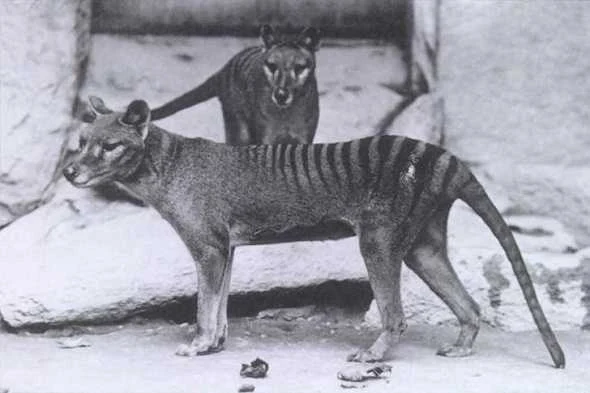 tasmanian-tiger-نمر-تسماني