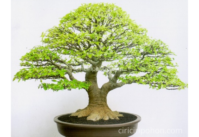 Ciri Ciri Pohon Bonsai Beringin