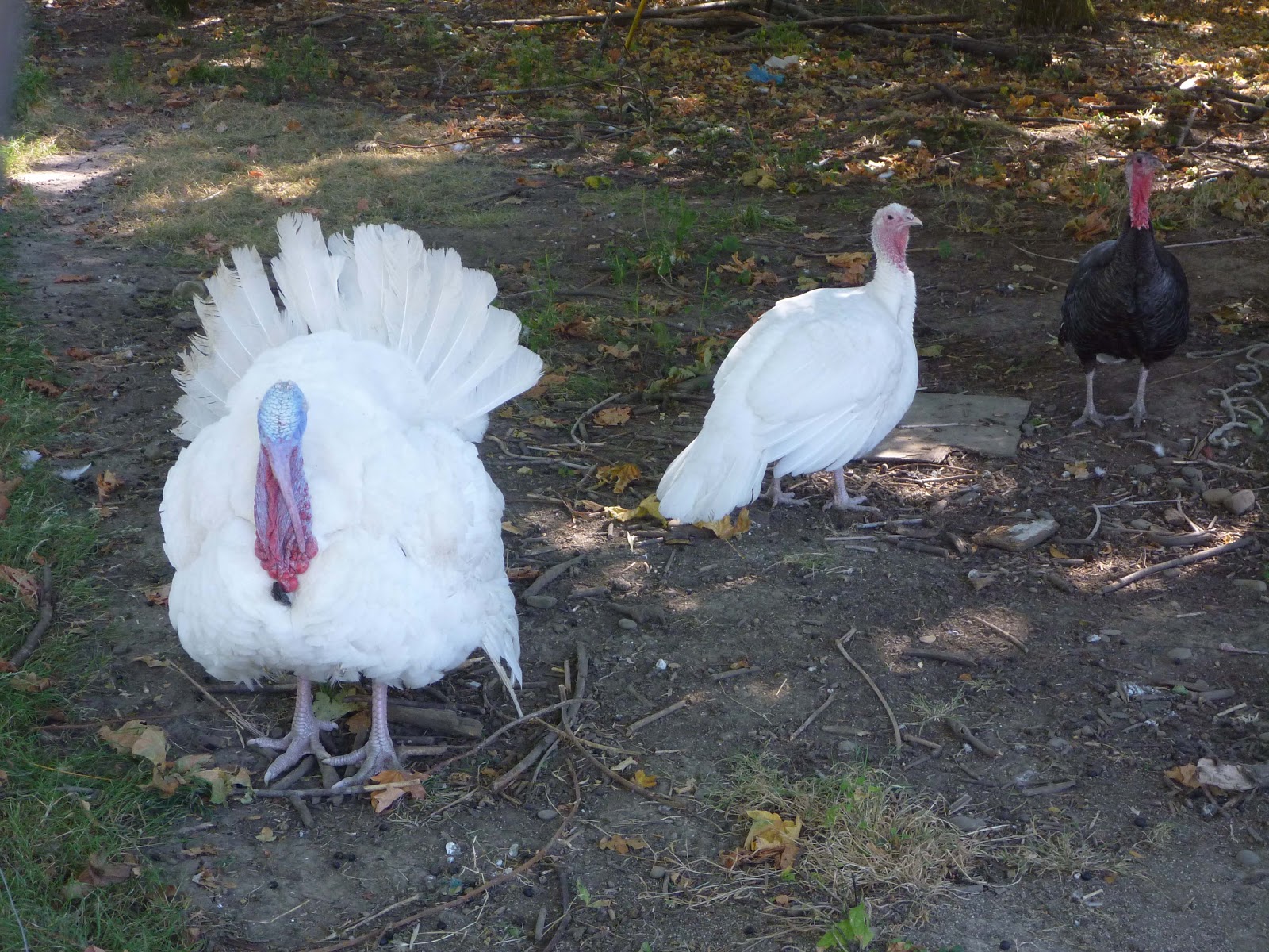 Little House in Oregon The Tale of Tom the Turkey