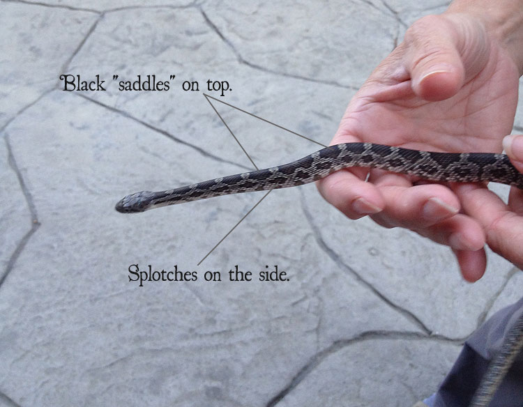 Red and the Peanut Surprise! A baby Black Rat Snake in the house...