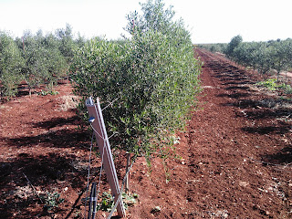 Plantación de olivar superintensivo con espaldera realizada con Tutorolivo 2,10 m