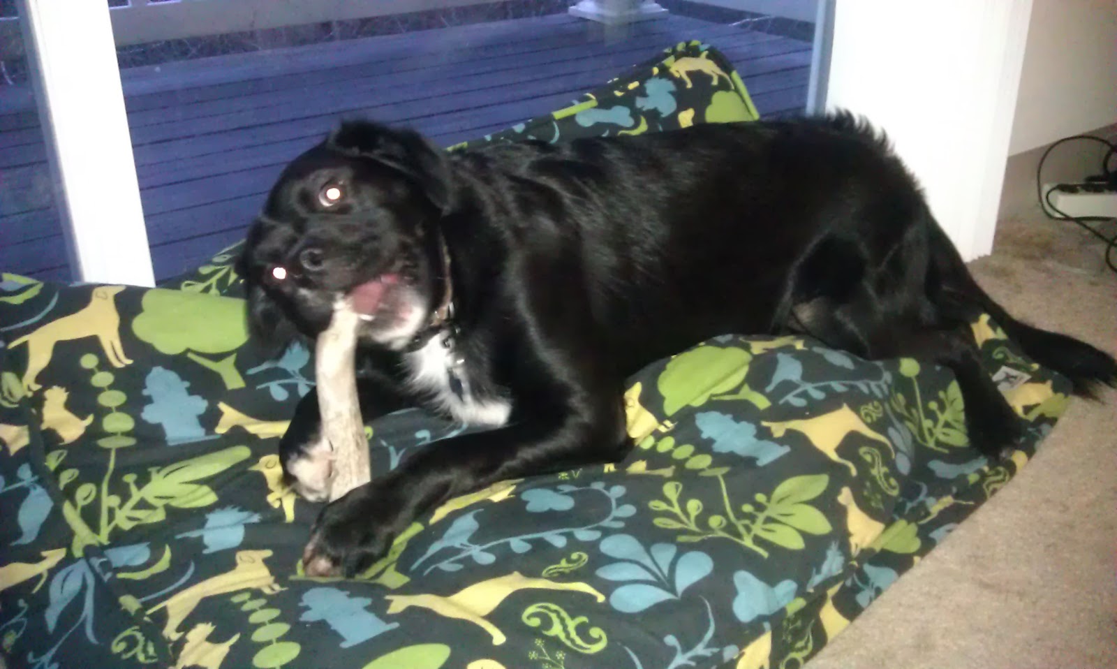 Life in 2Player Mode AdoptaBadger