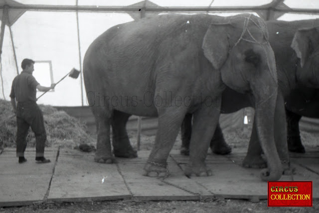 Un cornac brosse les éléphants du Cirque Franz Althoff 1967