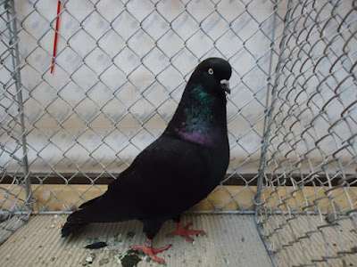 pigeons culbutant - black pigeon - arap