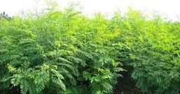 Ternak Kelebihan Pakan Berbasis Indigofera Indigofera Zollingeriana