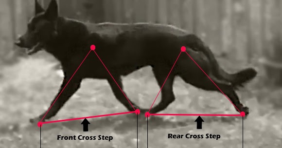 Cross Steps, Cross Over, Gait Assessment In German Shepherd Dog During Trotting