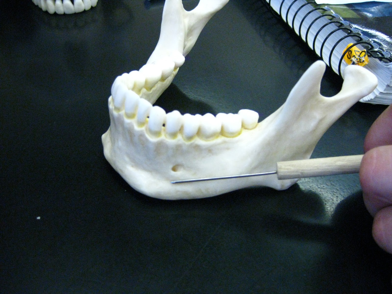Boned: Human Skull - body (of mandible)