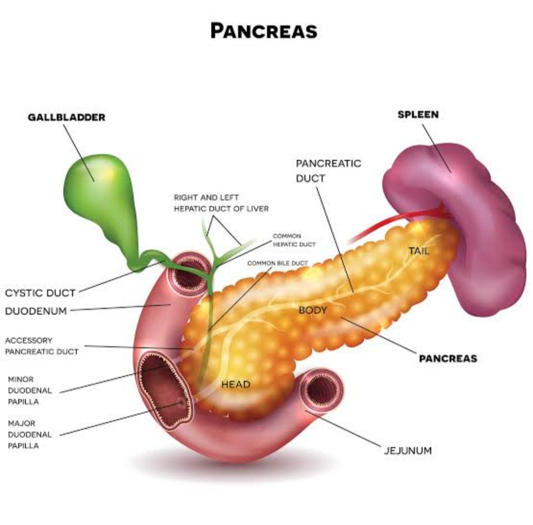 Digestive glands and their functions explanation available in mutli