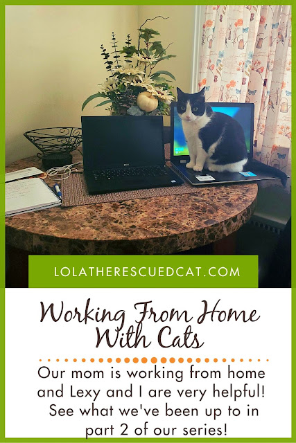 working from home with cats