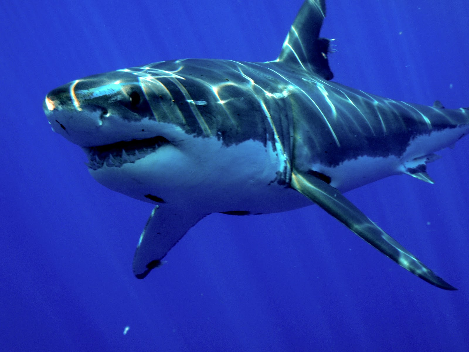 Shark Diver Shark Diving Swimming With Sharks You Should Have Seen Shark Diver Shark Diving Swimming With Sharks You Should Have Seen