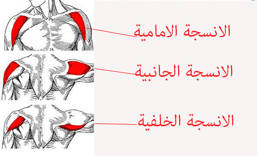 اسرار تضخيم وتقوية عضلة الكتف اقوى تمارين توب فتنس 8