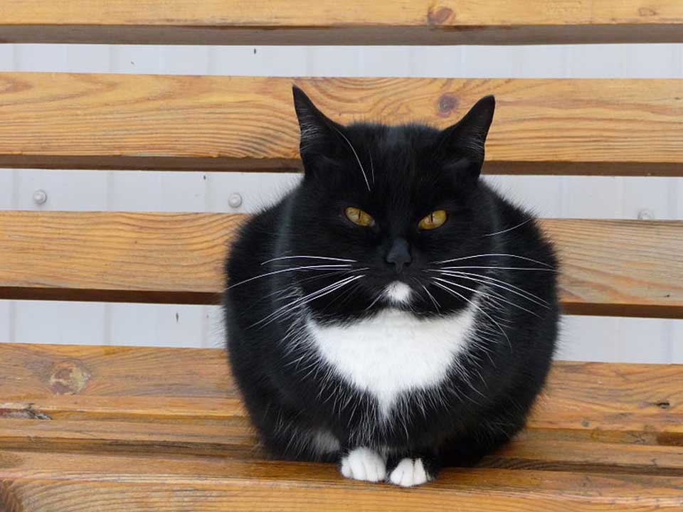 Japanese Bobtail Active and Intelligent Domestic Cat Breeds