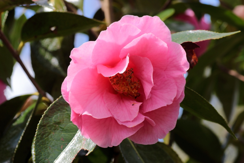 John & Maria's Garden Pages: Mount Edgcumbe and the National Camellia ...