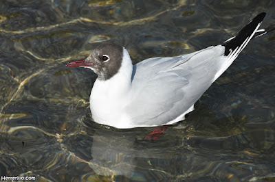 Gavina riallera (Chroicocephalus ridibundus) canviant el plumatge a nupcial