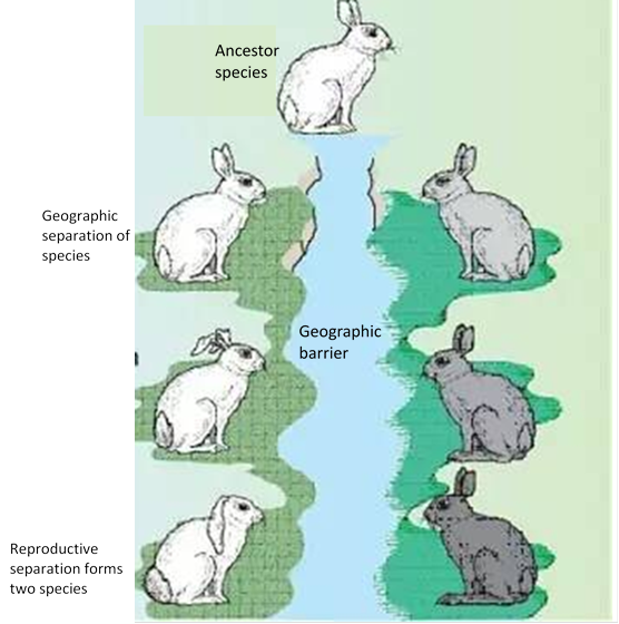 Reproductive Isolation Modes A Deep Dive Into Species Formation - nc8fz7k