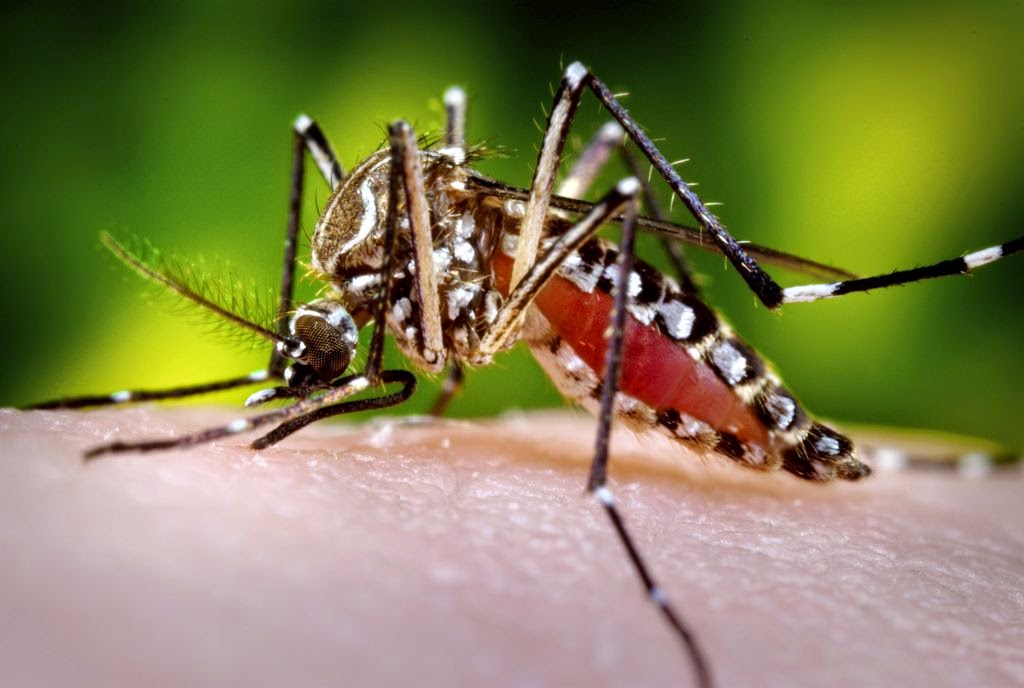 Kenapa nyamuk suka gigit anda berbanding orang lain