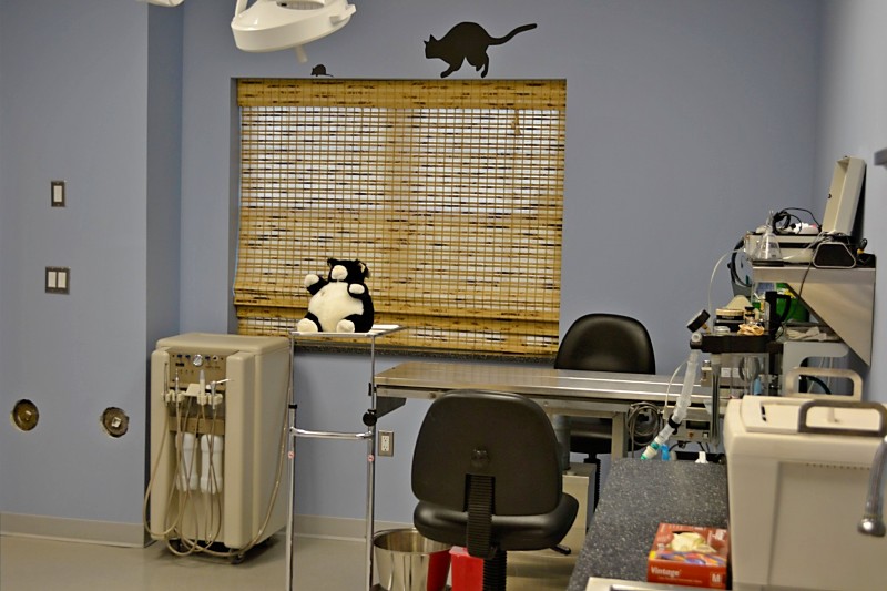 A Haven for Cats on Long Island The Patricia H. Ladew Foundation