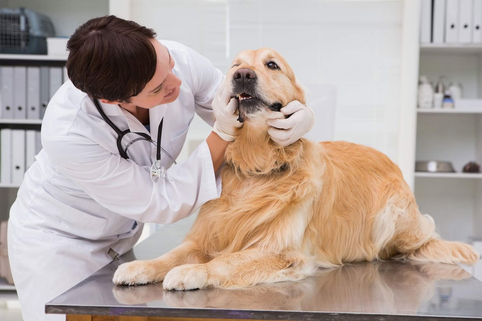Home Remedies for Dog Diseases Doglopedix