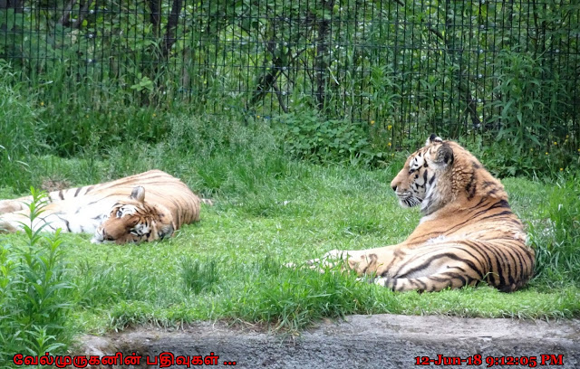 Alaska Zoo Amur Tiger