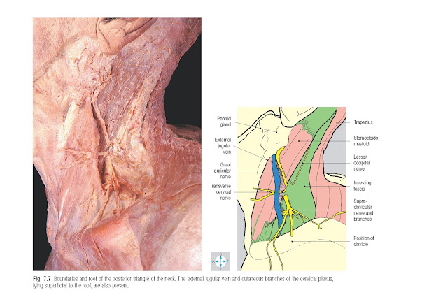 Boundaries and roof of the posterior triangle of the neck. The external jugular vein and cutaneous branches of the cervical plexus, lying superficial to the roof, are also present.