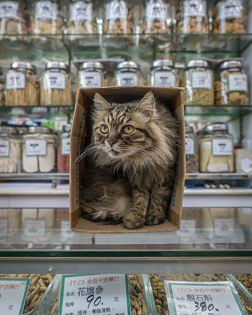 Коты в гонконгских магазинах Коты в гонконгских магазинах