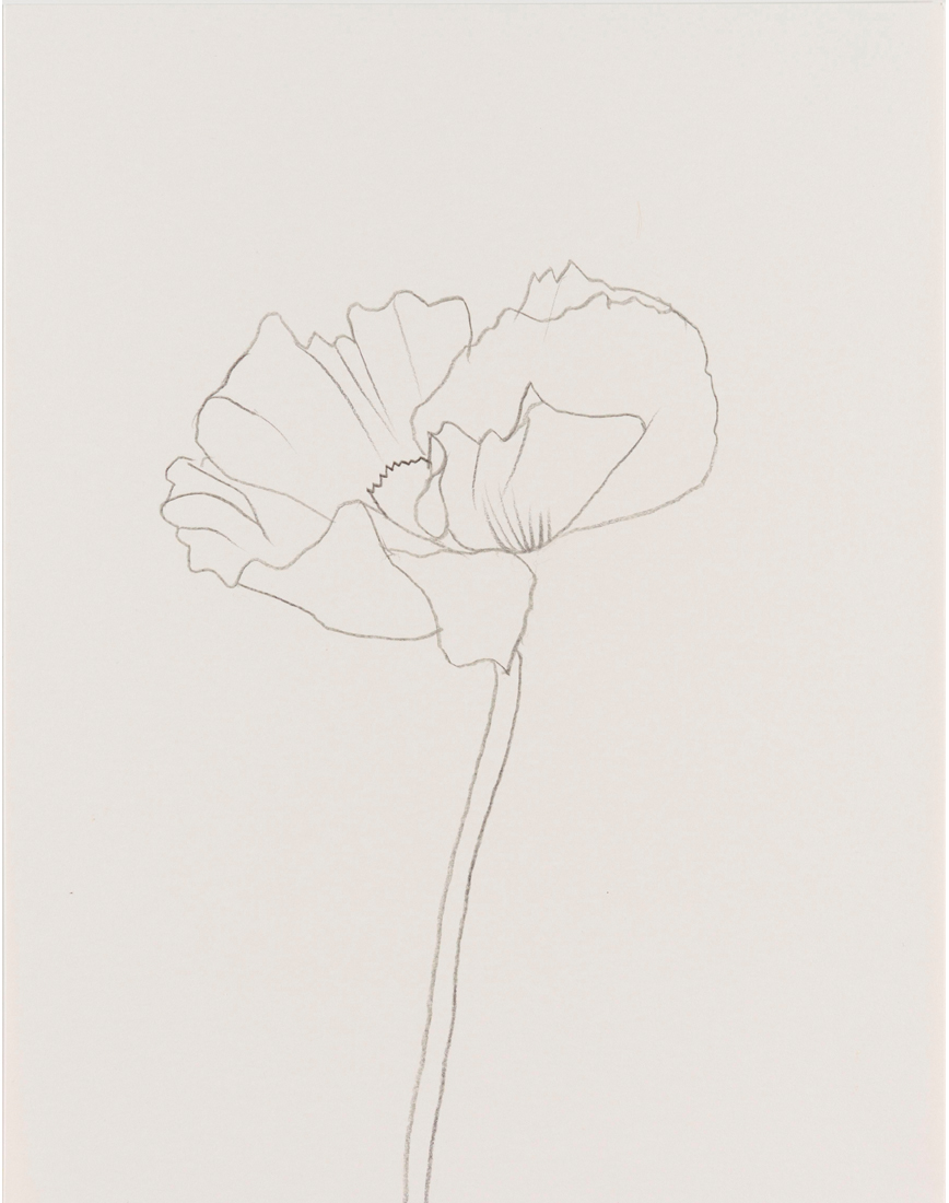 CULTUREVORE - Specialising in design, arts and culture: Plant drawings