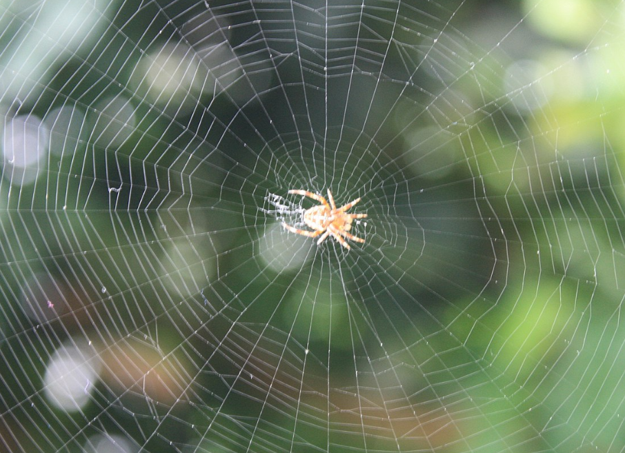 براهين الإيمان ومعجزاته معجزة خيوط العنكبوت آلة إنتاج العناكب تتفو ق على أي ة آلة صناعي ة بشرية للن سيج