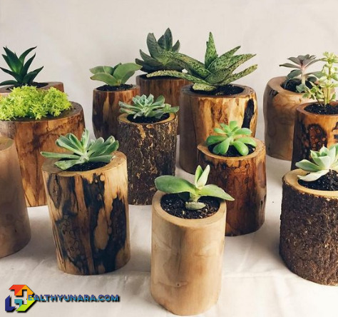 Home Decorating Ideas With Succulent Plant Home Decorating Ideas With Succulent Plant