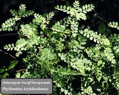 Phyllanthus kozhikodianus plants.
